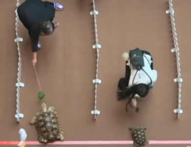 台南寵物展最低3折!2025台南夏季寵物展買一送一