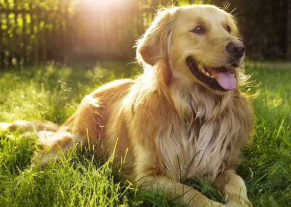 狗狗必须用专用沐浴露吗?三个原因为你解惑