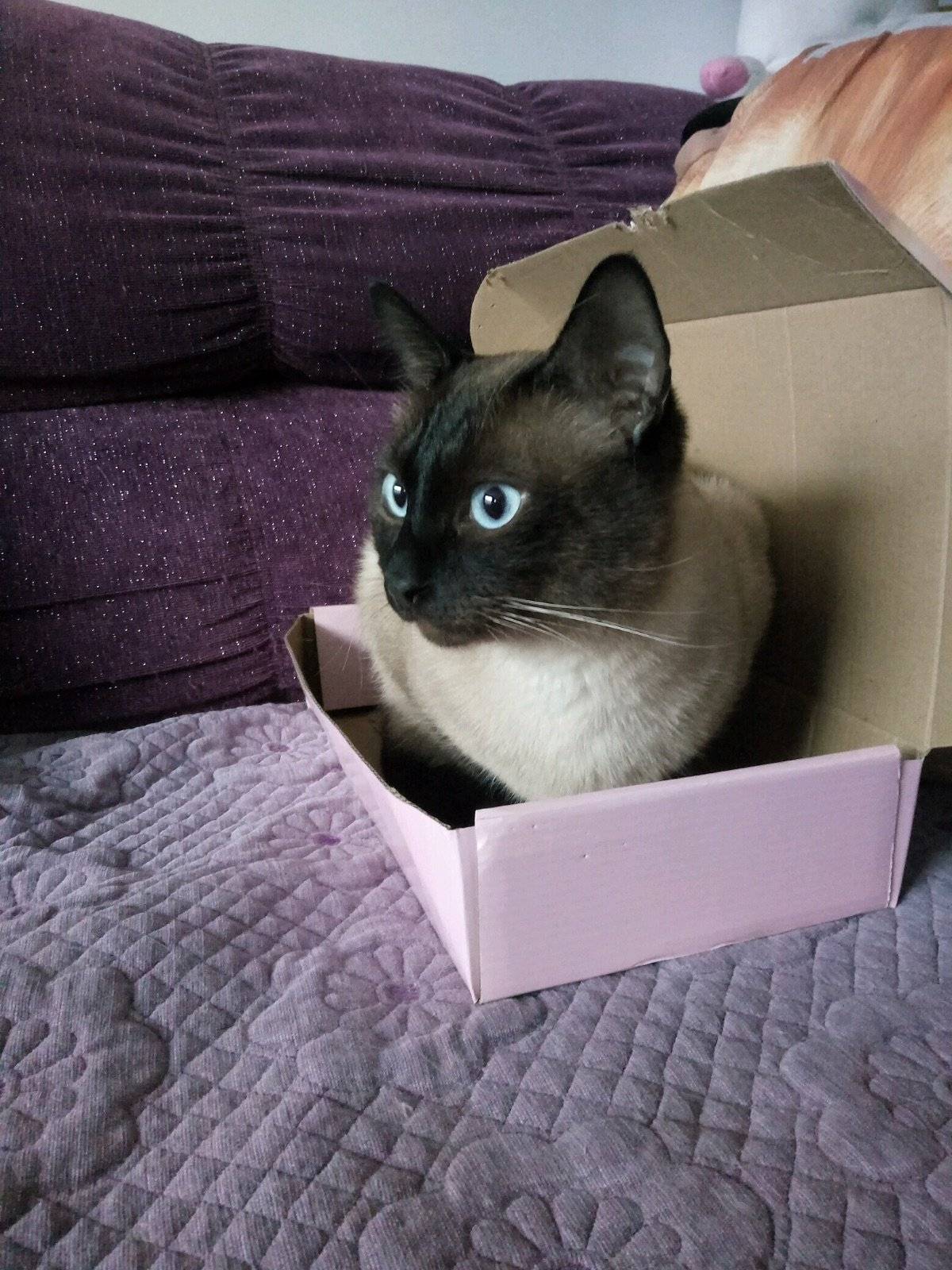 盒子盒子我的最爱