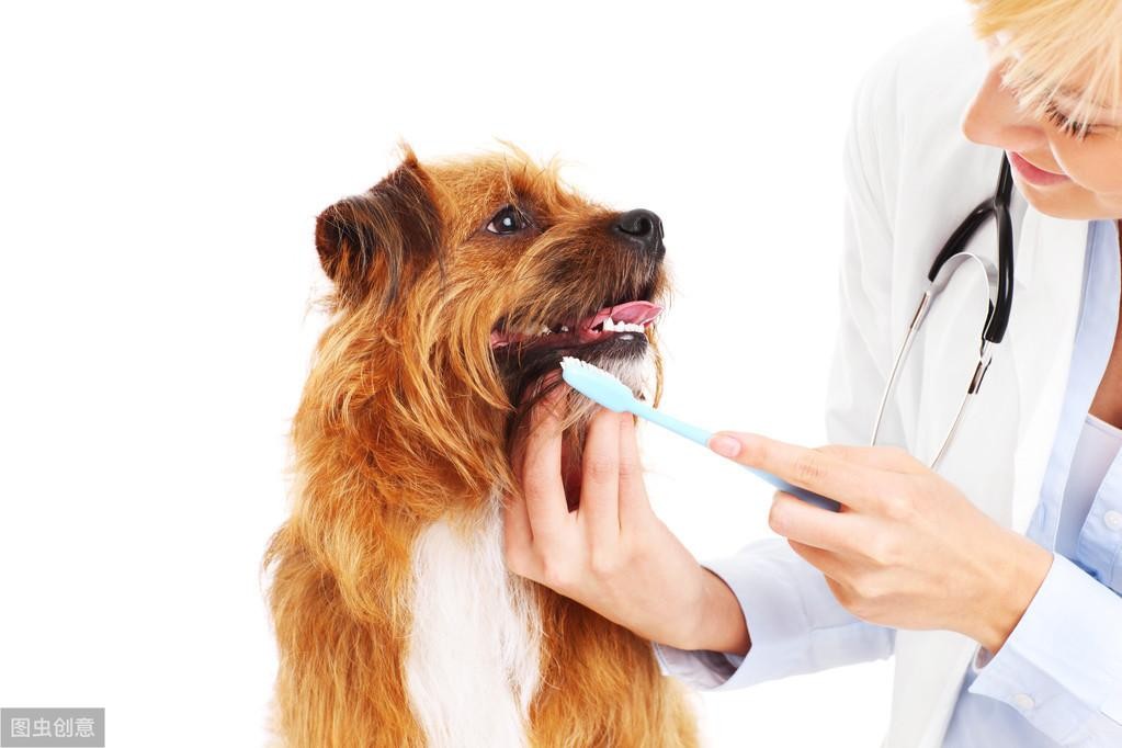有必要给狗狗刷牙吗?科学刷牙预防疾病无忧
