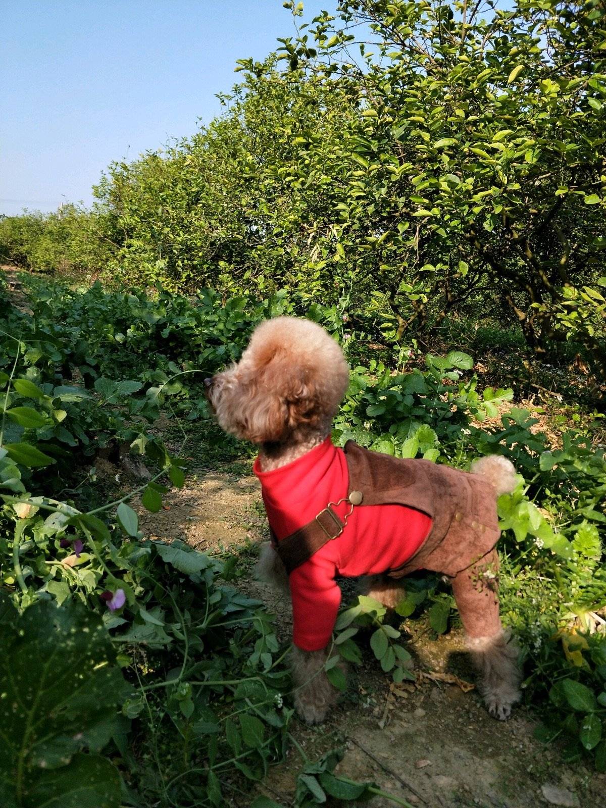 面向阳光，心情飞扬~