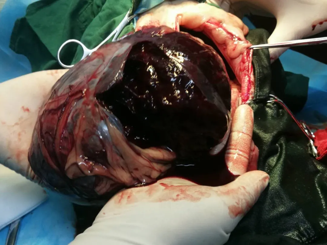 宠物意外频发?警惕脾脏破裂风险与应对策略