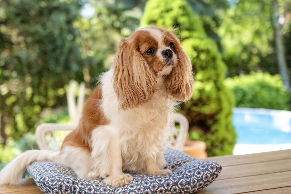 狗狗拉红丝粑粑怎么回事？铲屎官万万不可大意