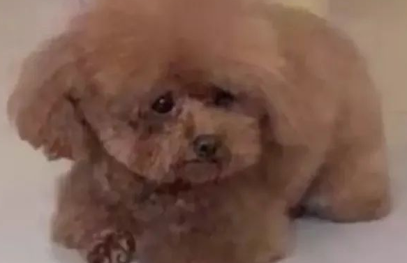 送狗狗去宠物店洗澡，它委屈坏了：麻麻怎么还不来接我