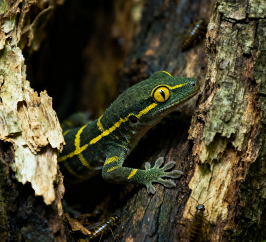 睫角守宫饲养误区:你踩坑了吗?