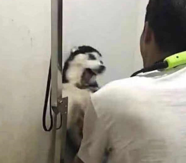 让二哈洗洗澡简直比登天还难，那反映简直令人又窝火又搞笑！