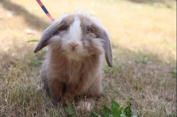 垂耳兔