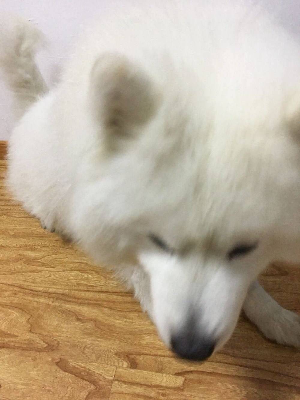 萨摩耶吃货的最高境界，都要把我吃穷了