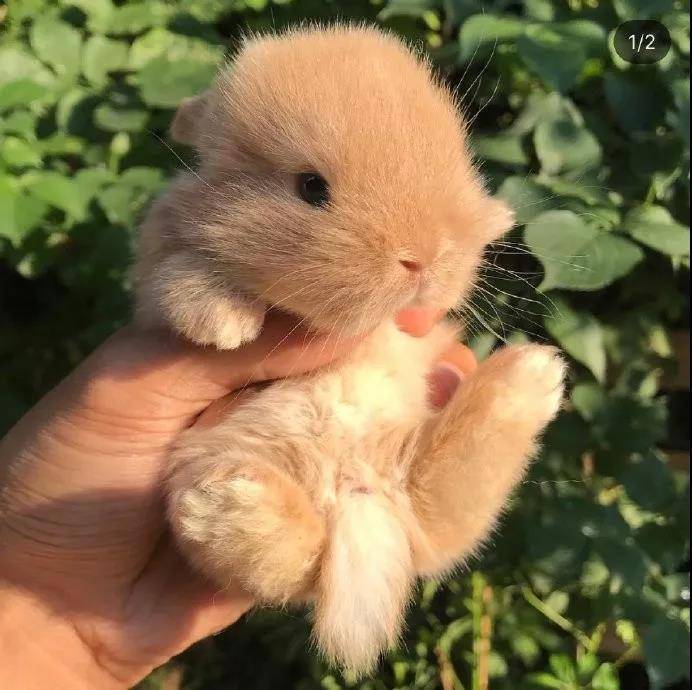 小奶兔，太阔爱啦~