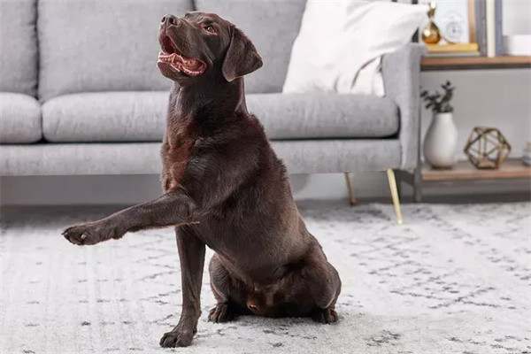 狗狗都可以训练的21个有趣且流行的狗狗技巧