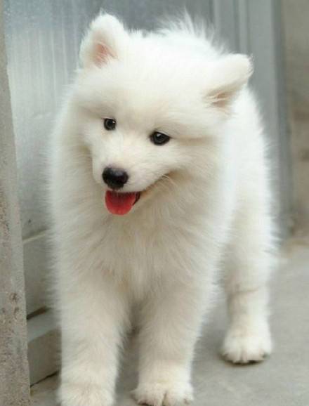 汪星人萨摩耶犬