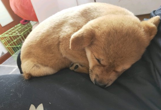 柴犬趴在地上入睡,忽然被抱去洗澡,洗好在主人怀中又睡了