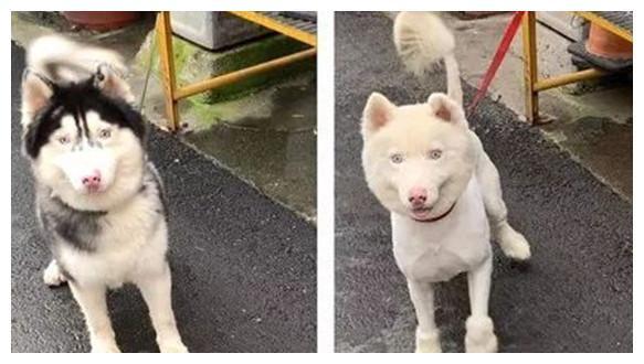 送二哈去宠物店洗澡,再去接时却掉色了:这是用“84”洗的吧?