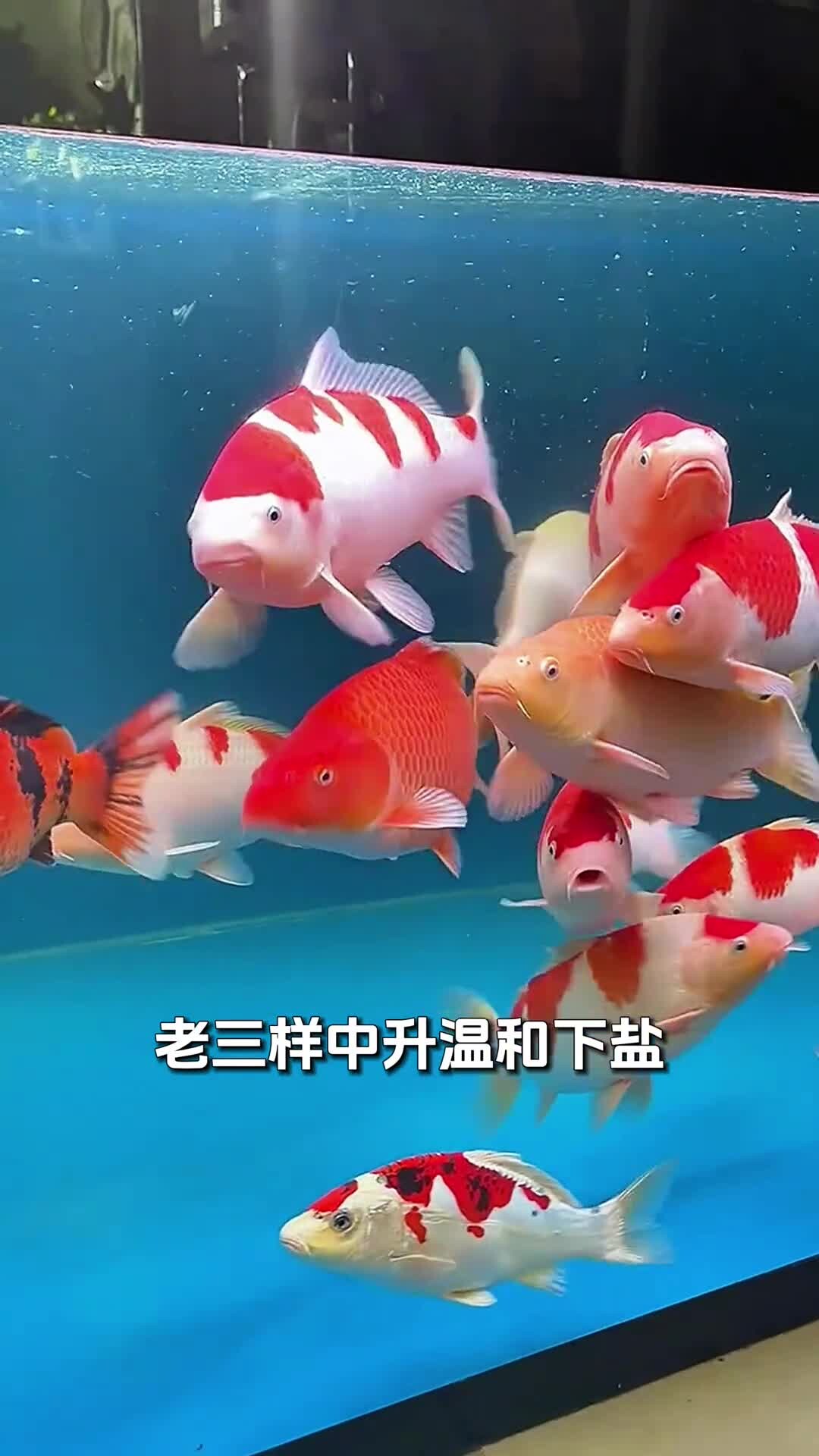养鱼老三样，换水升温下盐该如何正确使用！