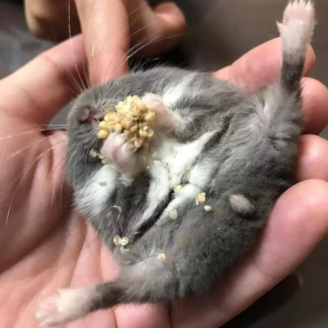 看起来很乖的小仓鼠,吃饭时竟然是这样的