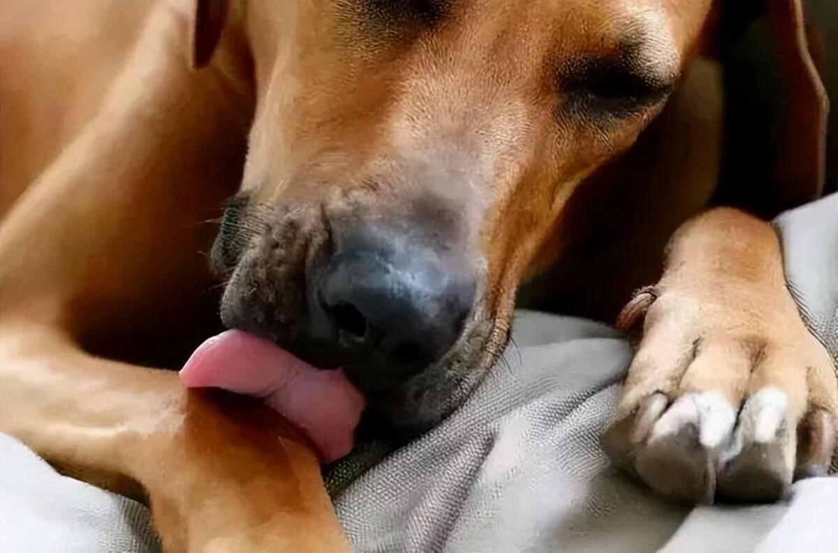 狗狗忍痛的 8 大表现，主人可别忽视了！