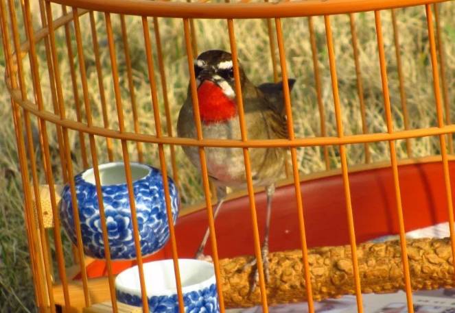 天气晴好 遛遛鸟