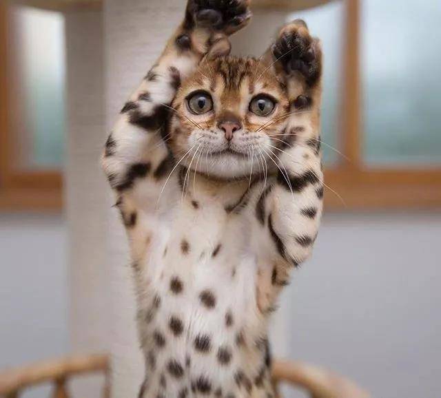 请最可爱的那位童鞋举下手！啊呀，是在叫我没错！