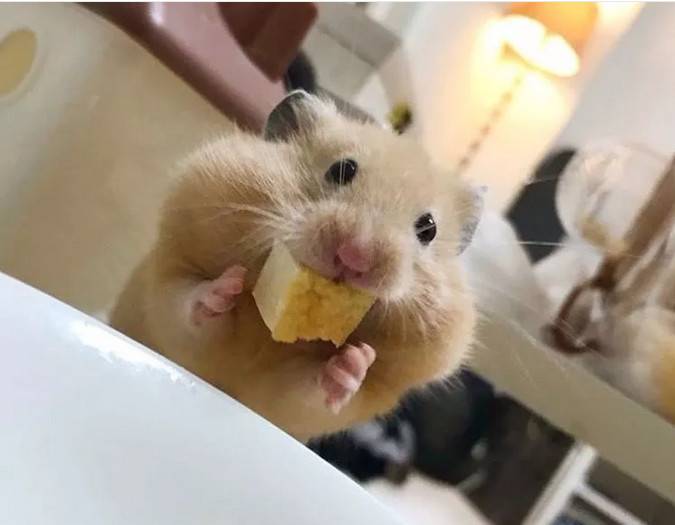 金丝熊是仓鼠表情大全