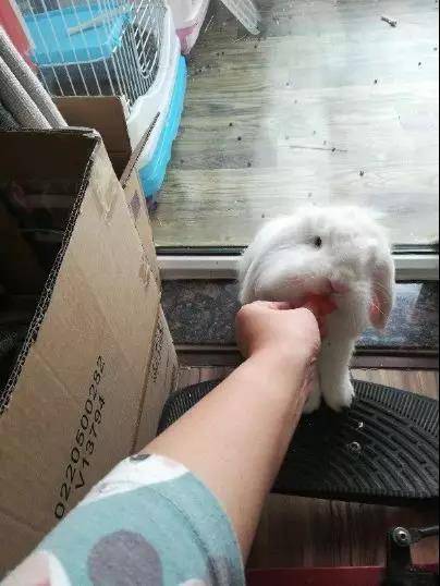 哇哇:垂耳兔怎么这么可爱被萌得惊呆了