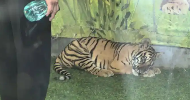 山东一动物园小老虎被打耳光?当地回应:已成立工作专班调查处理