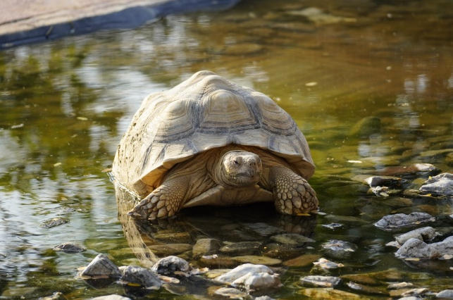 爬宠“仰躺”:神经系统疾病的表现?