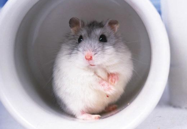 仓鼠为什么发抖