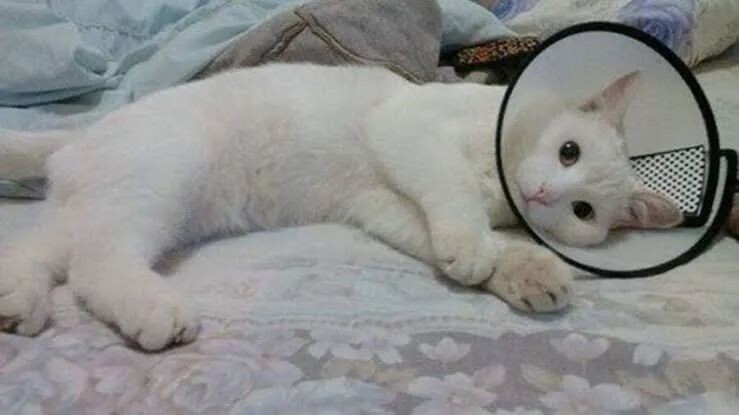 宠物发情喂避孕药可以吗?这些后果需要考虑