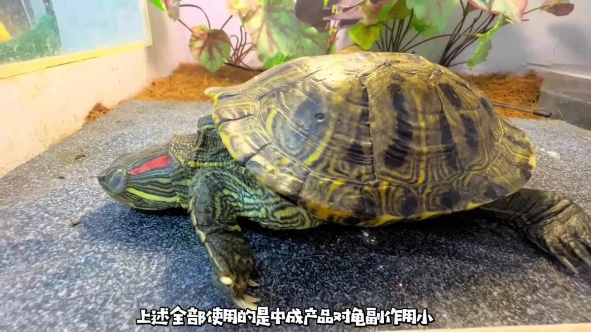 乌龟重度肠炎怎么治疗？看看这位博主的成功经验