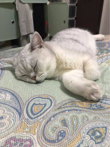 今年年初,小Lucky经历了一场生死,突如其来的腹泻,原本瘦弱的身躯更加渺小,看病期间看着你躺在偌大的床上,特别的心疼,往返医院,瘦弱到连血都无法抽出,贫血、腹泻,从诊断到免疫力低下到确诊为肝炎,你已经大小便失禁,肌无力,好像一坨打湿的棉花,这一刻我眼泪刷刷的掉,你战胜了困扰了大半年的猫藓,却又经历这一场生死,看着你濒死的样子,我狠下心死马当活马医,给你喂药,居然出现奇迹,短短三天,居然可以开始吃些东西,可以自己嚼了、一个星期开始慢慢下地,虽然还是蹒跚的,但我无比兴奋、坚持喂了20天,虽然在后期
