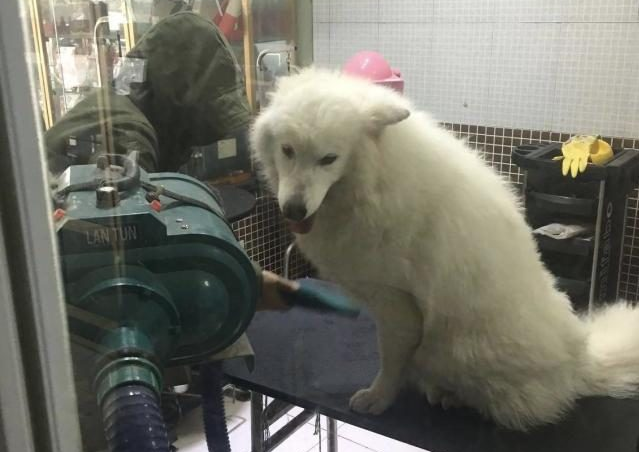 你觉得去宠物店给狗洗澡贵?而洗澡的人觉得给你狗洗澡要命