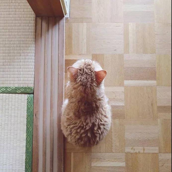 这么萌的小猫图片你见过吗?小猫PP对着你就像香酥软糯,入口即化。