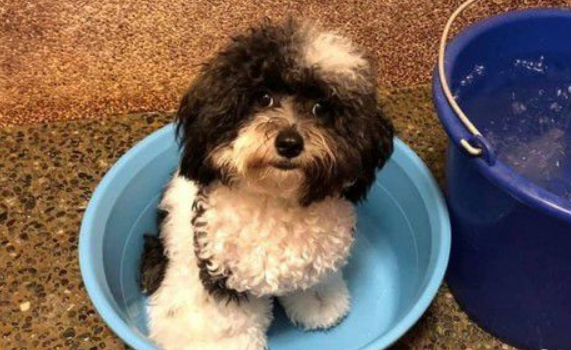 超爱洗澡的花贵宾 听到水声奔澡盆坐等