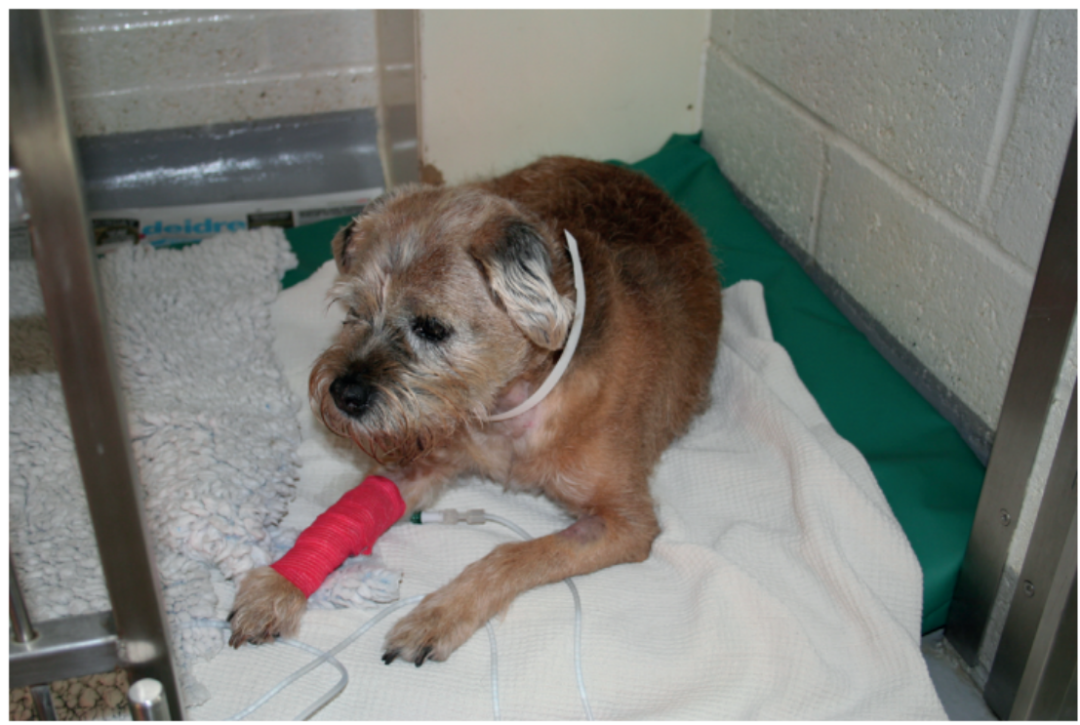 11 岁公犬的糖尿病酮症酸中毒病例分析