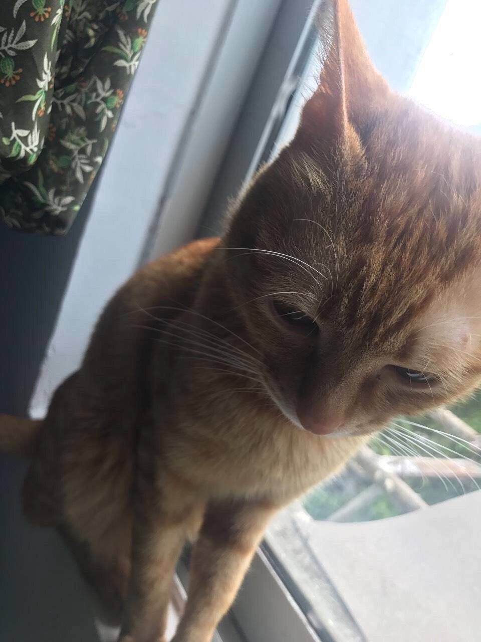 中华田园猫,也一样可以萌