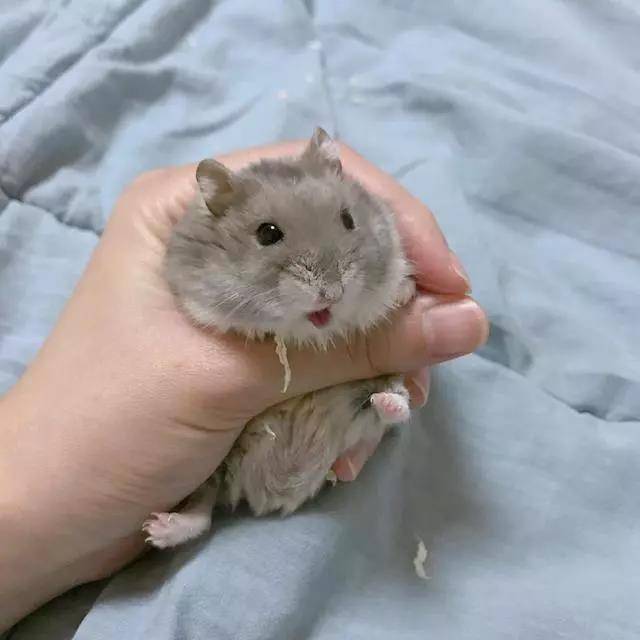 仓鼠：快松手！你不松手我就，我就，卖萌