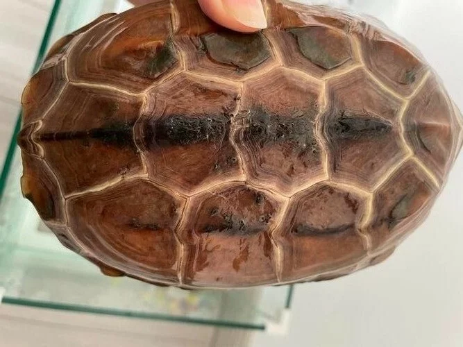 乌龟腐甲治疗方法，新手养龟必看！