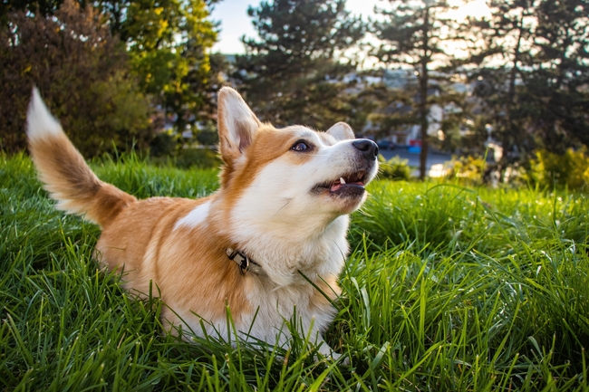草地彭布罗克威尔士柯基犬图片