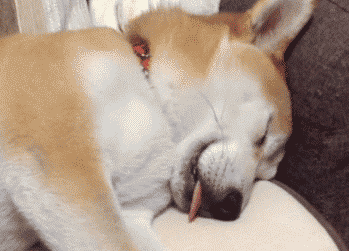 狗狗忍痛的 8 大表现，主人可别忽视了！