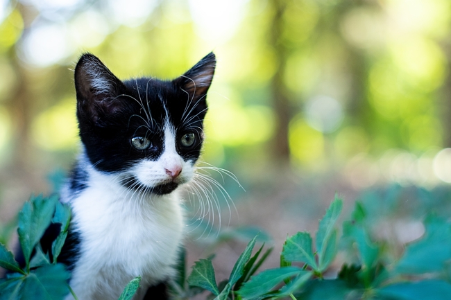 户外黑白拼色小猫图片