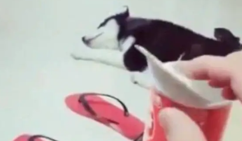 主人趁着哈士奇睡着偷吃零食,被发现后遭到二哈鄙视