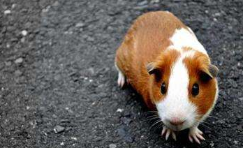 荷兰猪能长多大