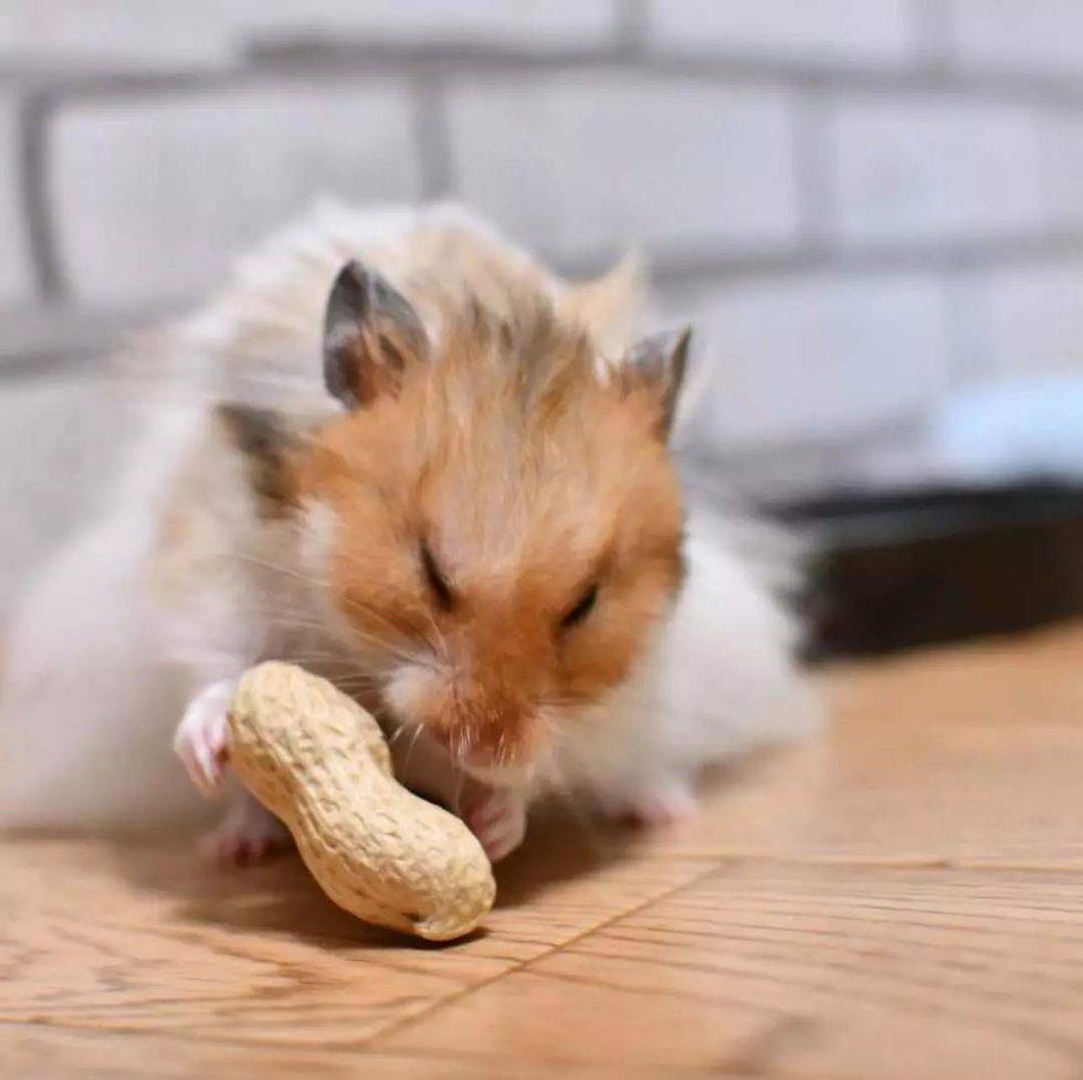 这是一场仓鼠与花生的决斗！