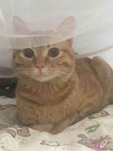 中华田园猫,也一样可以萌