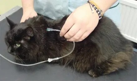 猫咪肾病，早期症状与预防