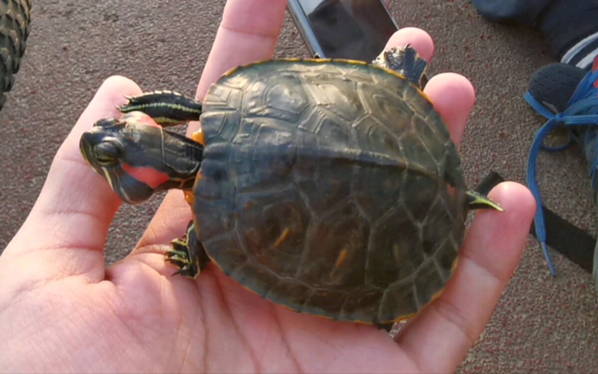 乌龟中耳炎：病因与治疗方法
