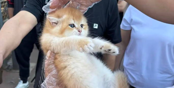 “星期宠”传言下的辽宁宠物市场:有商家人为致动物变形