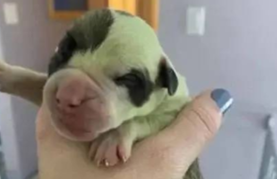 斗牛犬生下了8只狗崽,却有一只是绿色的,兽医:多洗澡就好了