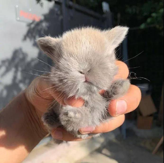 小奶兔，太阔爱啦~