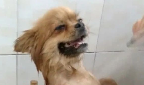 主人每一次给狗狗洗澡,狗狗都站的板板正正,网民:站军姿呢